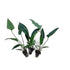 Anubias Starter Bundle (3-Pack) – Medium to Large