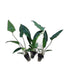 Anubias Starter Bundle (3-Pack) – Medium to Large