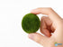 Marimo Moss Ball (Aegagropila Linnaei)