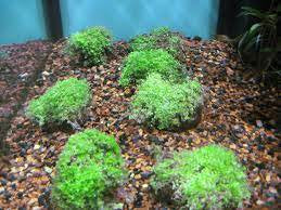 Dwarf Baby Tears Micranthemum Umbrosom