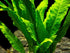 Java Fern (Microsorum Pteropus) on Mat