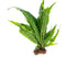 Java Fern (Microsorum Pteropus) on Mat
