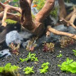CANTON AQUATICS Staurogyne S Repens Plants - Long Lasting & Easy to Care - Promote High Water Quality and Fast - Growing Live Freshwater Carpet Plant for Aquascaping - 5X Clumps Plants