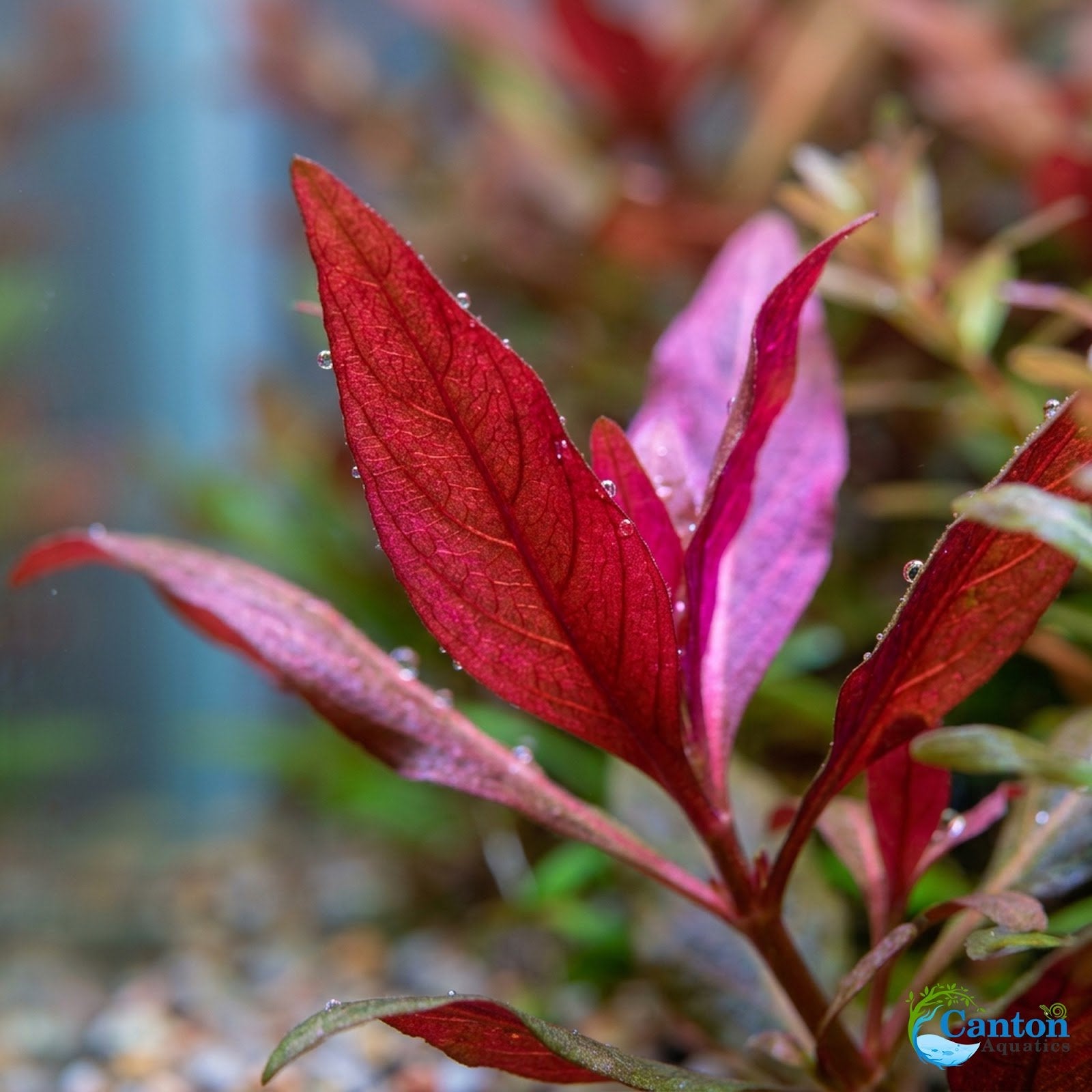 Scarlet Temple (Alternanthera Reineckii) – Live Freshwater Aquarium Plant