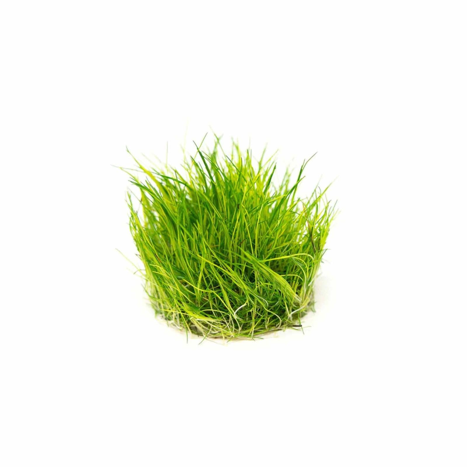Eleocharis acicularis 'Mini' Dwarf Hair Grass Tissue Culture
