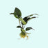 Anubias Barteri - Image 10 of 80