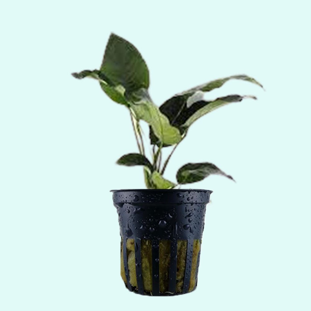 Anubias Barteri - Image 22 of 80