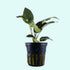 Anubias Barteri - Image 22 of 80