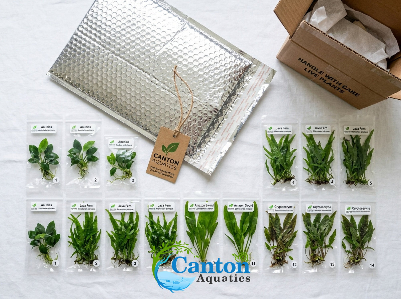 Live Aquarium Plants Essential Bundle