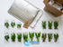 Live Aquarium Plants Essential Bundle