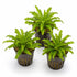 Pogostemon Helferi