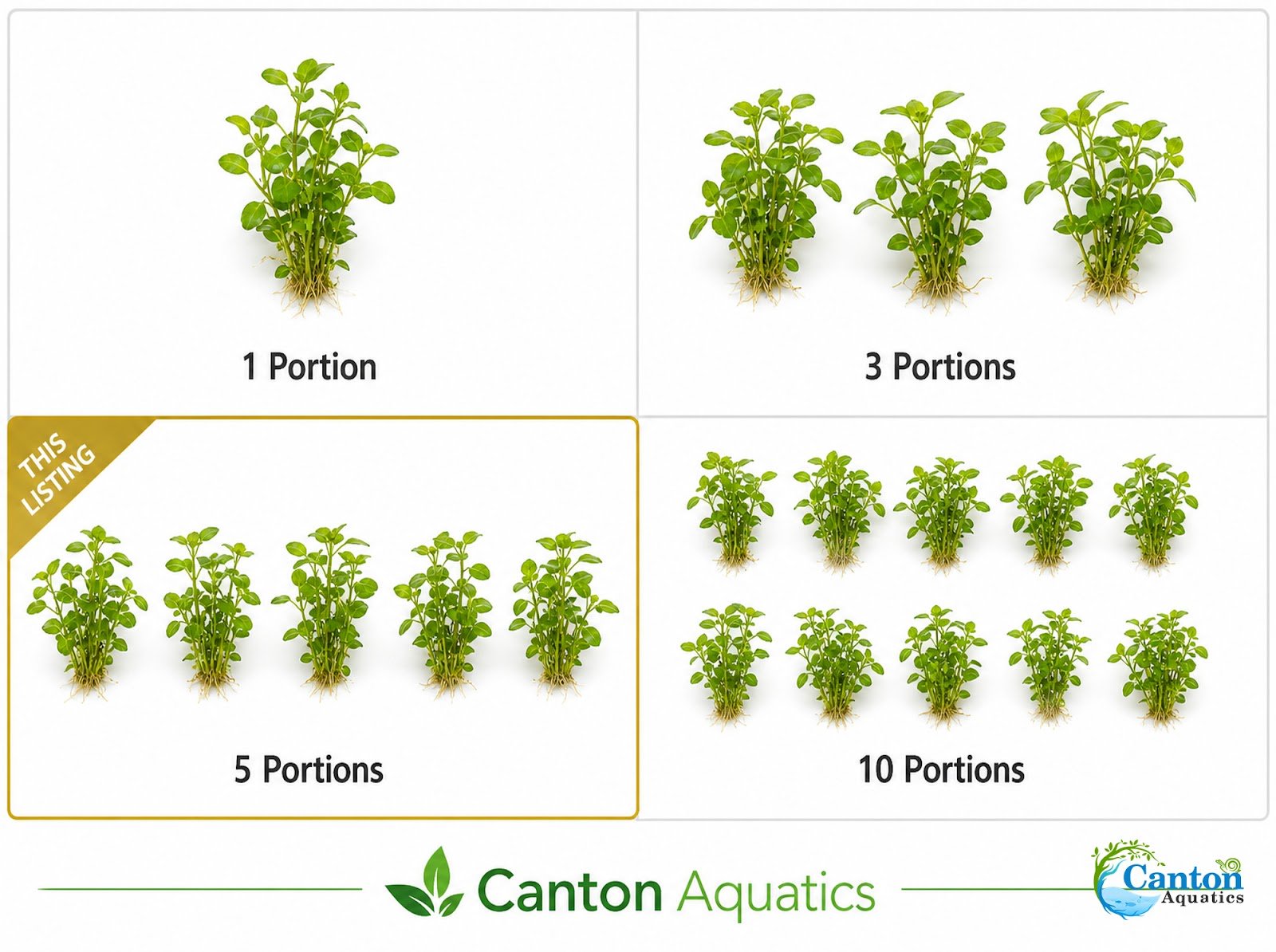 CANTON AQUATICS Staurogyne S Repens Plants - Long Lasting & Easy to Care - Promote High Water Quality and Fast - Growing Live Freshwater Carpet Plant for Aquascaping - 5X Clumps Plants