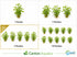 CANTON AQUATICS Staurogyne S Repens Plants - Long Lasting & Easy to Care - Promote High Water Quality and Fast - Growing Live Freshwater Carpet Plant for Aquascaping - 5X Clumps Plants