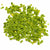 Duckweed (Lemma Minor)