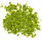 Duckweed (Lemma Minor)