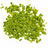 Duckweed (Lemma Minor)