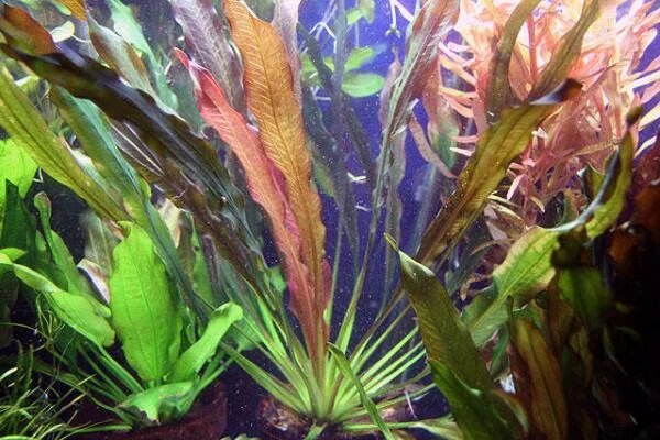 Indian Red Amazon Sword (Echinodorus) – Live Freshwater Aquarium Plant
