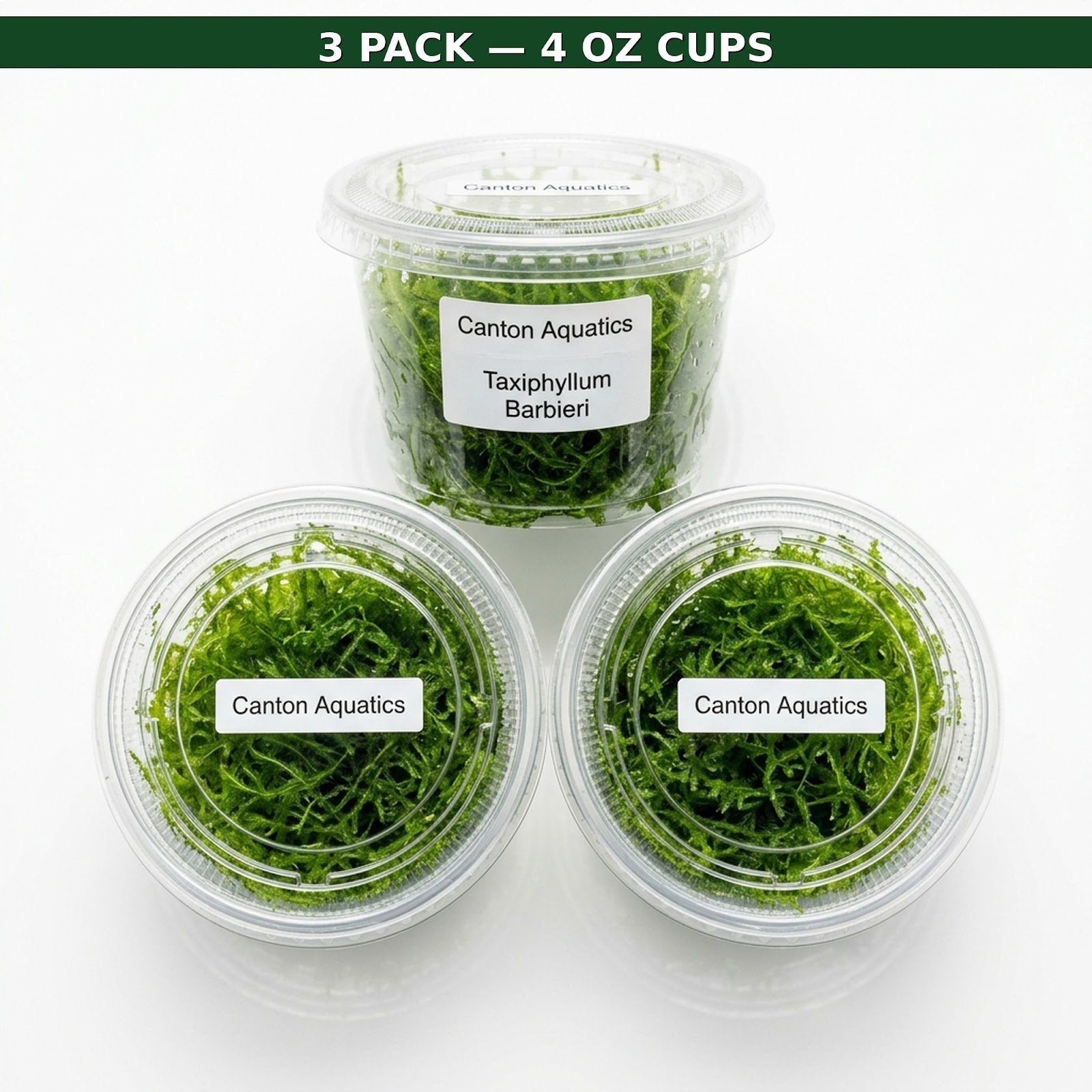 Canton Aquatics Java Moss Taxiphyllum Barbieri Live Freshwater Aquarium Moss - Low Light