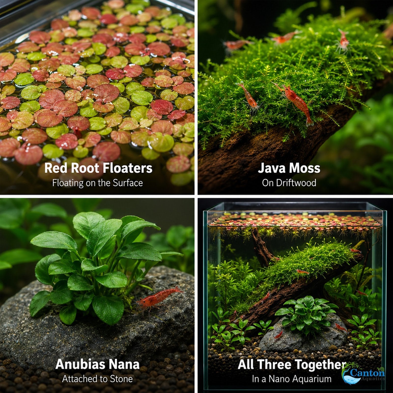 Live Shrimp Tank Plant Bundle | Aquarium Plants for Shrimp Neocaridina Cherry Shrimp