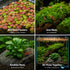 Live Shrimp Tank Plant Bundle | Aquarium Plants for Shrimp Neocaridina Cherry Shrimp