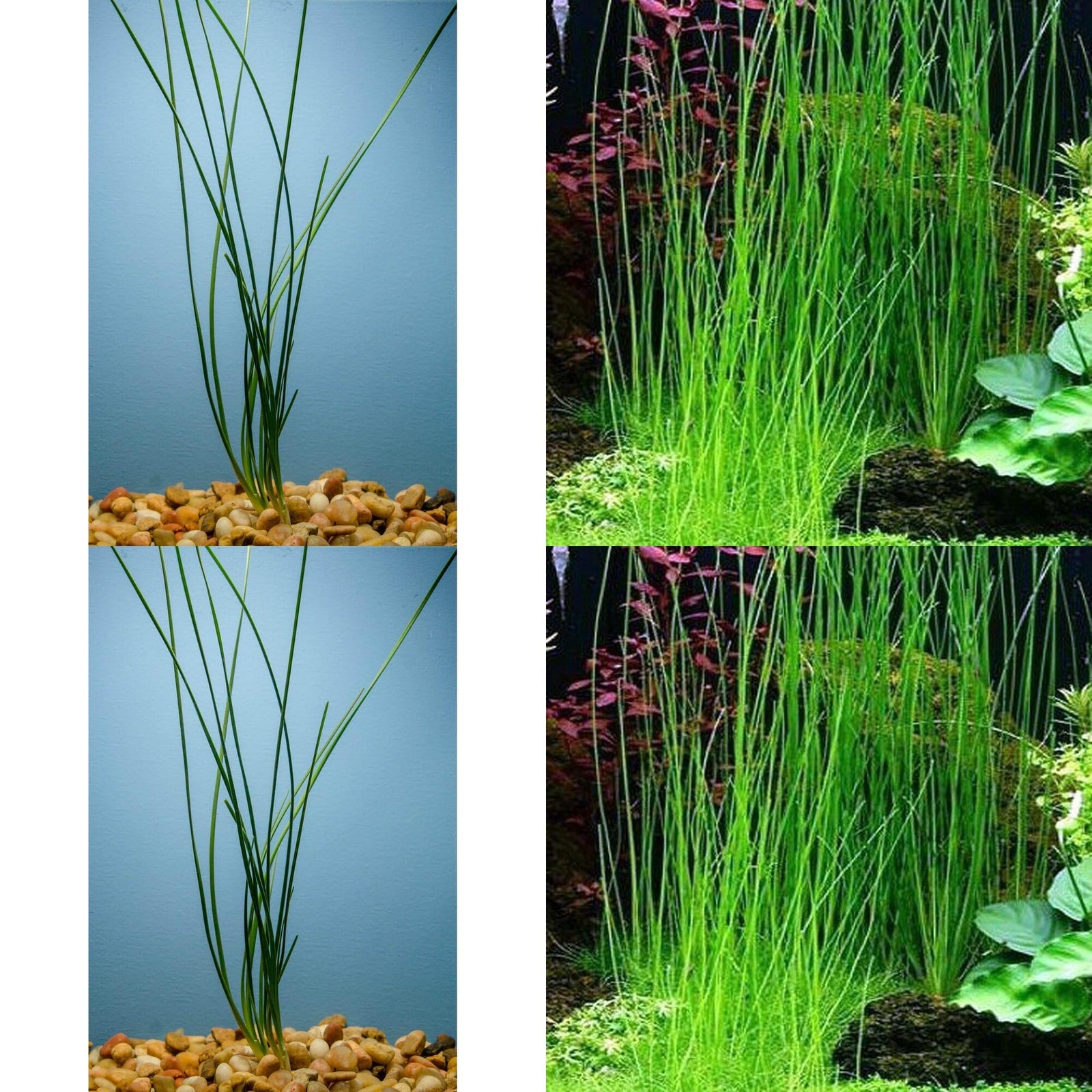 Water Onion Dwarf (Zephyranthes candida) – Live Freshwater Aquarium Plant