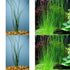 Water Onion Dwarf (Zephyranthes candida) – Live Freshwater Aquarium Plant