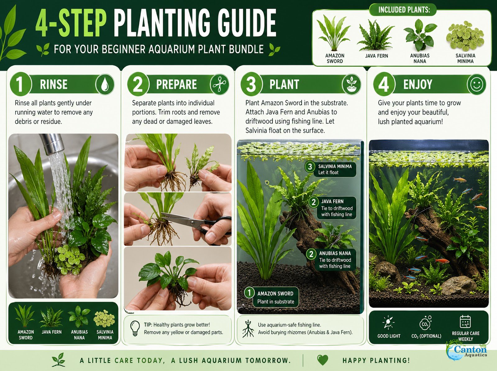 Beginner Live Aquarium Plants Bundle 3 to 75 Assorted Easy Plants for Fish Tanks