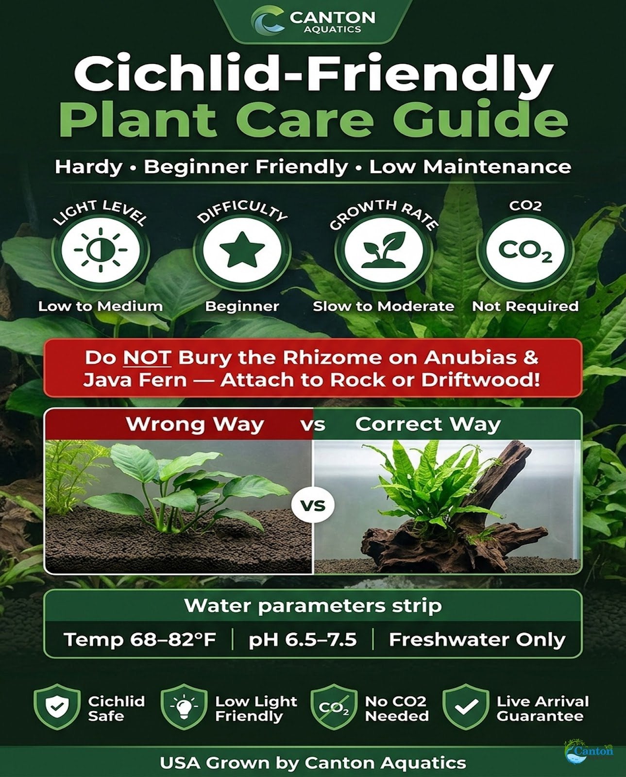 Cichlid-Friendly Live Plant Pack – Large Hardy Aquarium Plants (3 Pack)