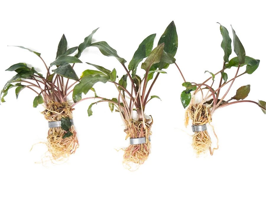 Cryptocoryne Wendtii Red – Live Aquarium Plant (Medium, Buy More & Save More)BUY 2 GET 1 FREE