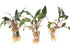 Cryptocoryne Wendtii Red – Live Aquarium Plant (Medium, Buy More & Save More)BUY 2 GET 1 FREE