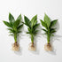 Brazilian Sword “Peace Lily” (Spathiphyllum sp)