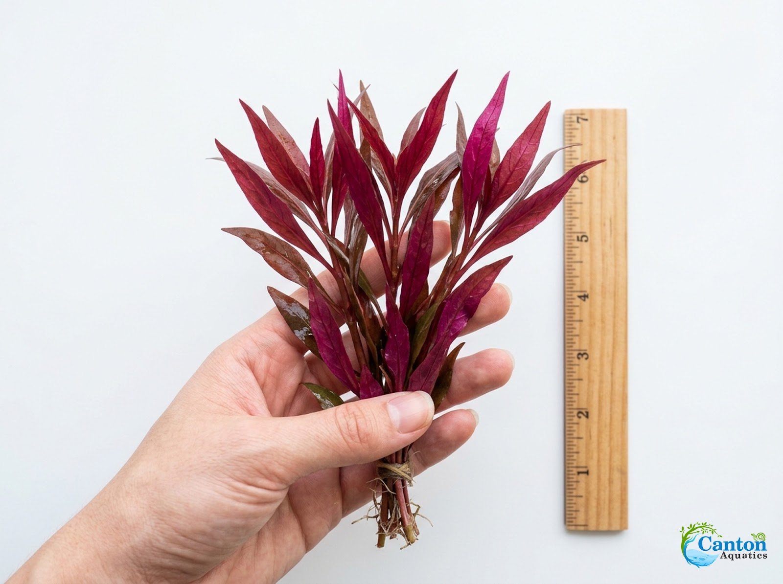 Scarlet Temple (Alternanthera Reineckii) – Live Freshwater Aquarium Plant