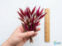 Scarlet Temple (Alternanthera Reineckii) – Live Freshwater Aquarium Plant