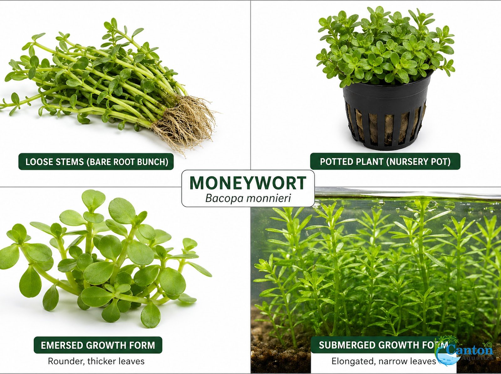 Moneywort (Bacopa monnieri) – Live Aquarium & Paludarium Plant