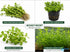 Moneywort (Bacopa monnieri) – Live Aquarium & Paludarium Plant