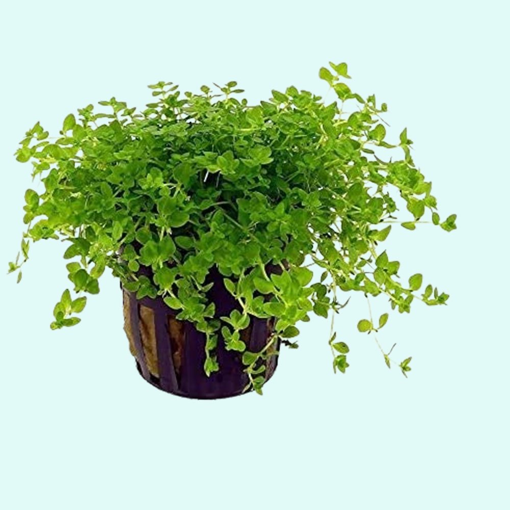 Pearl Weed (Hemianthus Micranthemoides) – Live Aquarium Plant