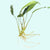 Anubias Minima Bare Root - Image 2 of 40
