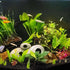 Rose Sparkle Sword (Echinodorus sp. “Rose Sparkle”) – Live Aquarium Plant