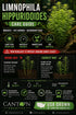 Limnophila Hippuridoides – Live Freshwater Aquarium Plant