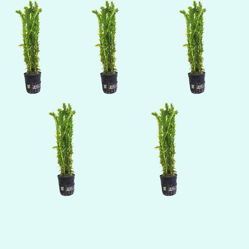 Anacharis Egeria Densa Bunch Live Aquarium Plants - Image 1 of 27