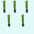 Anacharis Egeria Densa Bunch Live Aquarium Plants - Image 1 of 27