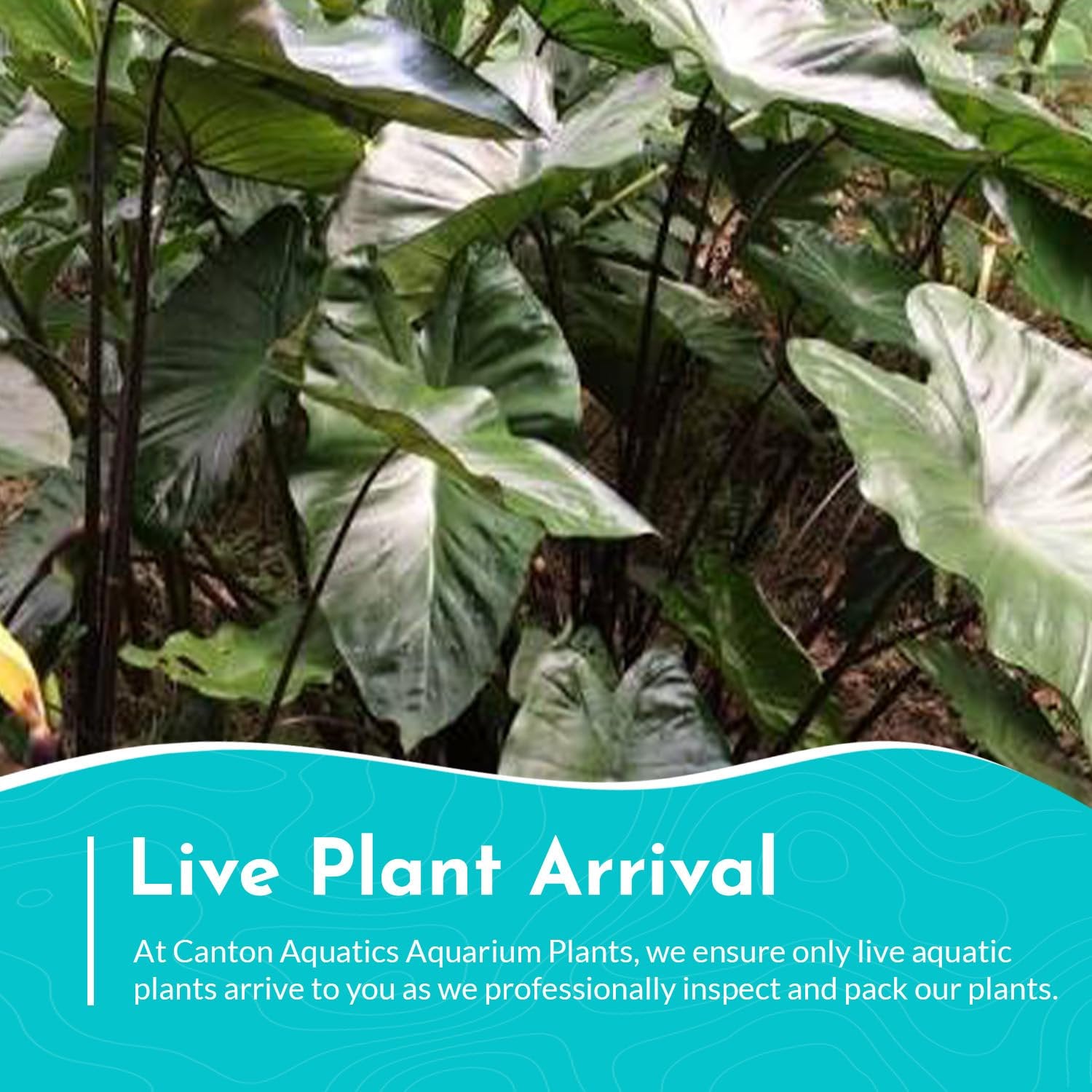 Echinodorus Ozelot Green Amazon Sword Live Aquarium Plants BUY 2 GET 1 FREE
