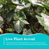 Echinodorus Ozelot Green Amazon Sword Live Aquarium Plants BUY 2 GET 1 FREE