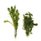 Anacharis and Hornwort Bundle