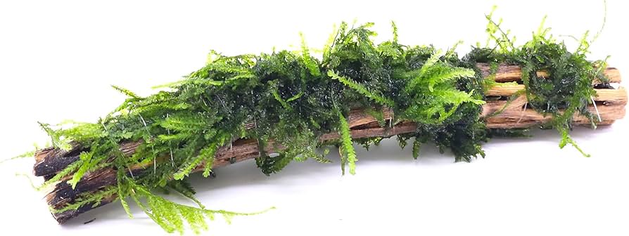 Moss On Wood – Live Aquarium Moss Attached to Natural Driftwood