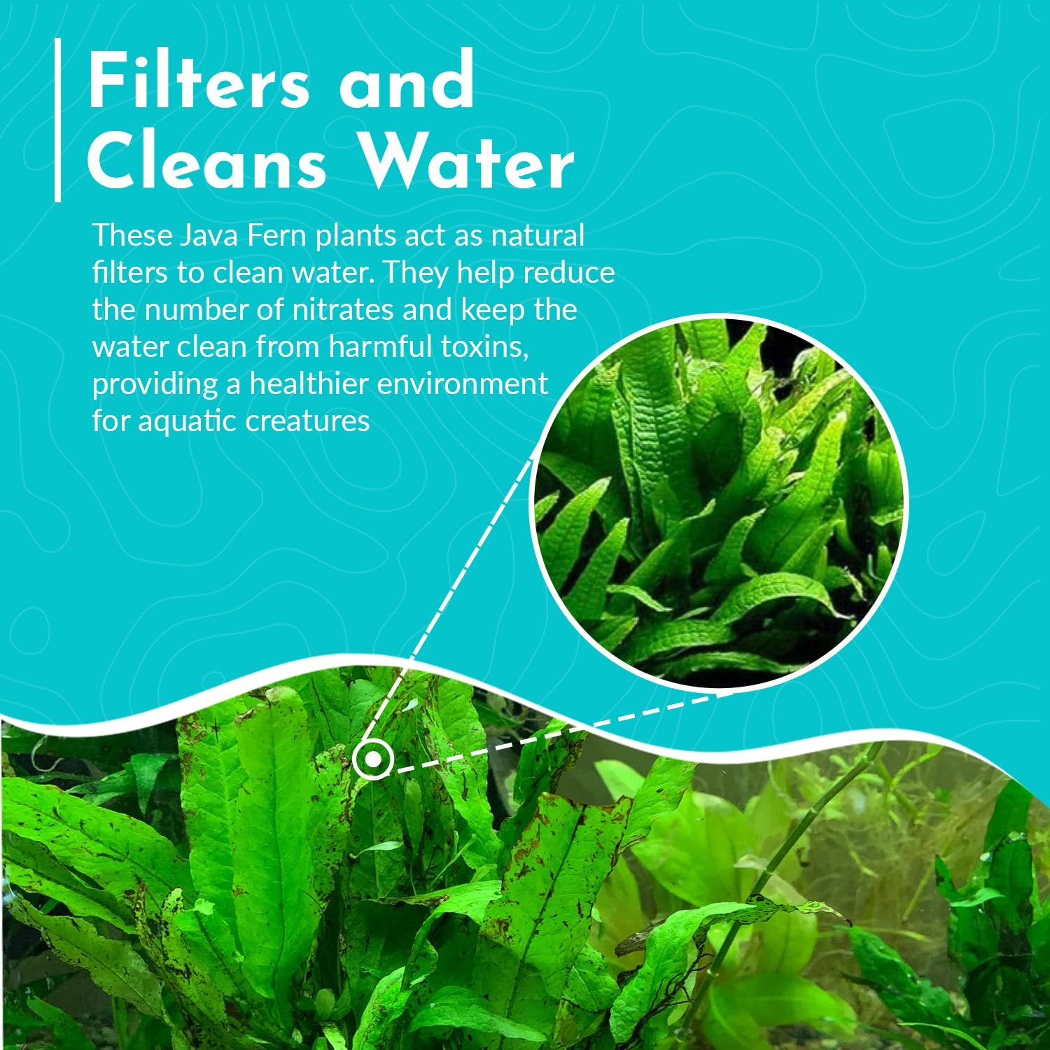 Java Fern Mat (Microsorum Pteropus) on Mat