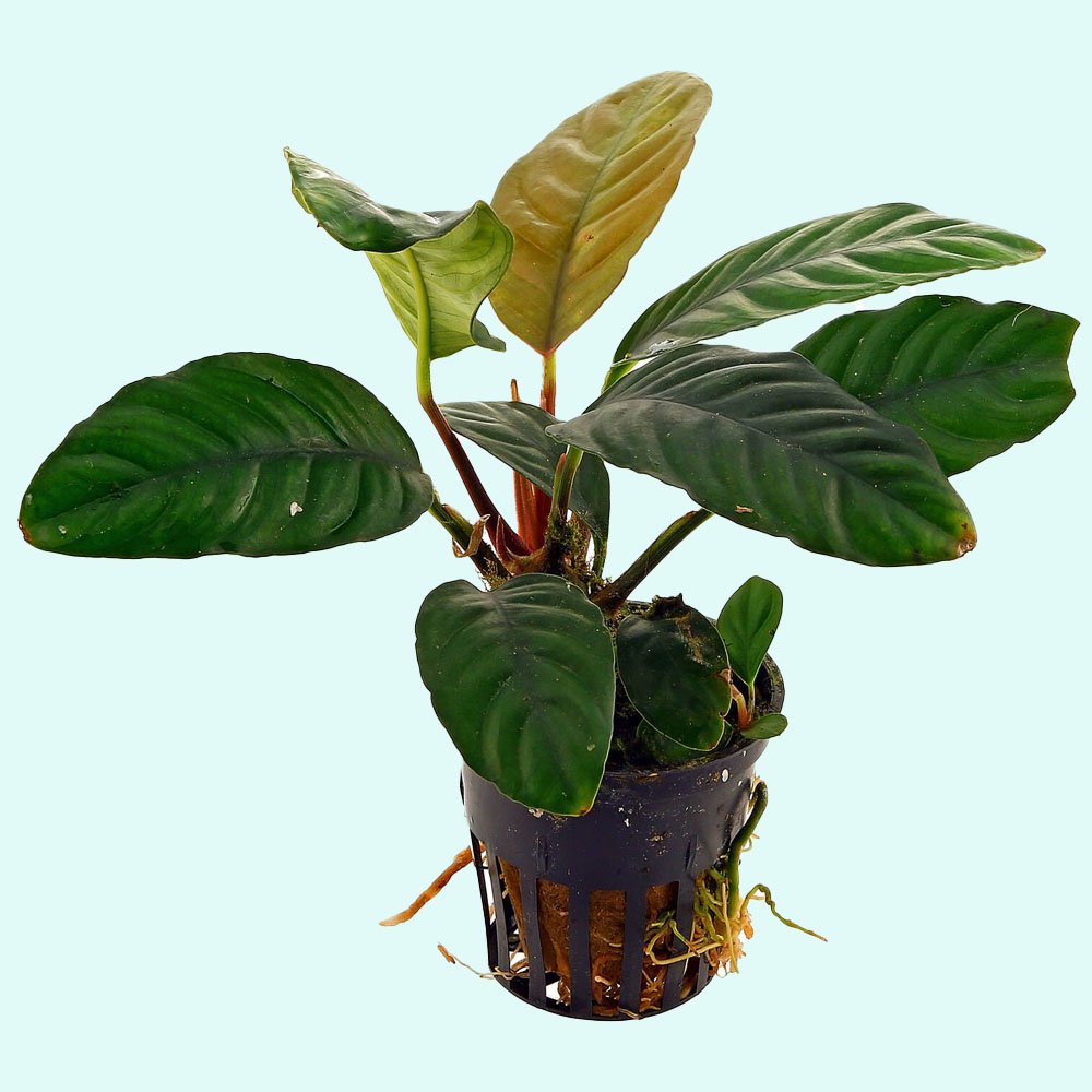 Anubias Barteri (Coffeefolia) - Image 1 of 25