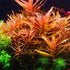 Ammania senegalensis – Live Freshwater Aquarium Plant - Image 8 of 43