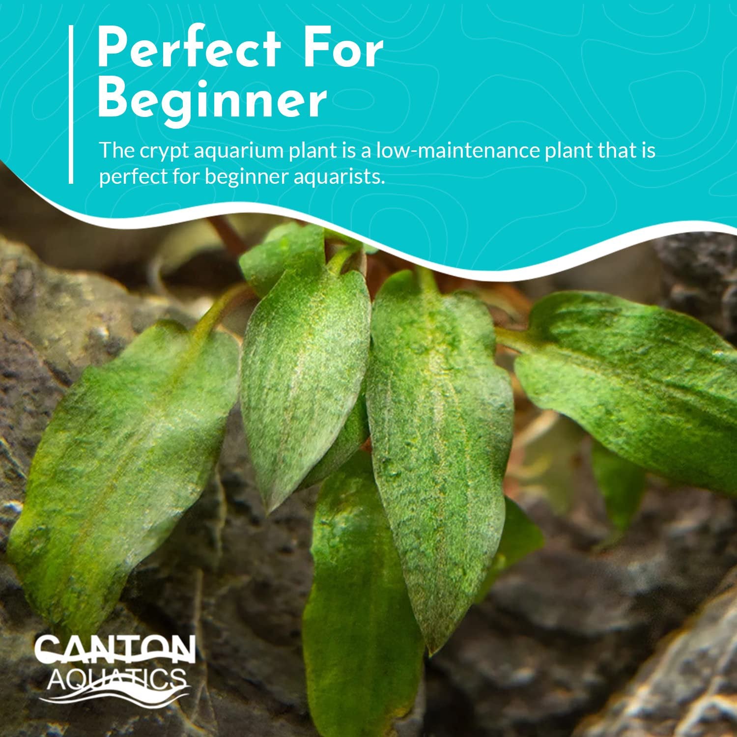 Cryptocoryne Wendtii ‘Red’ – Bare Root Live Aquarium Plant