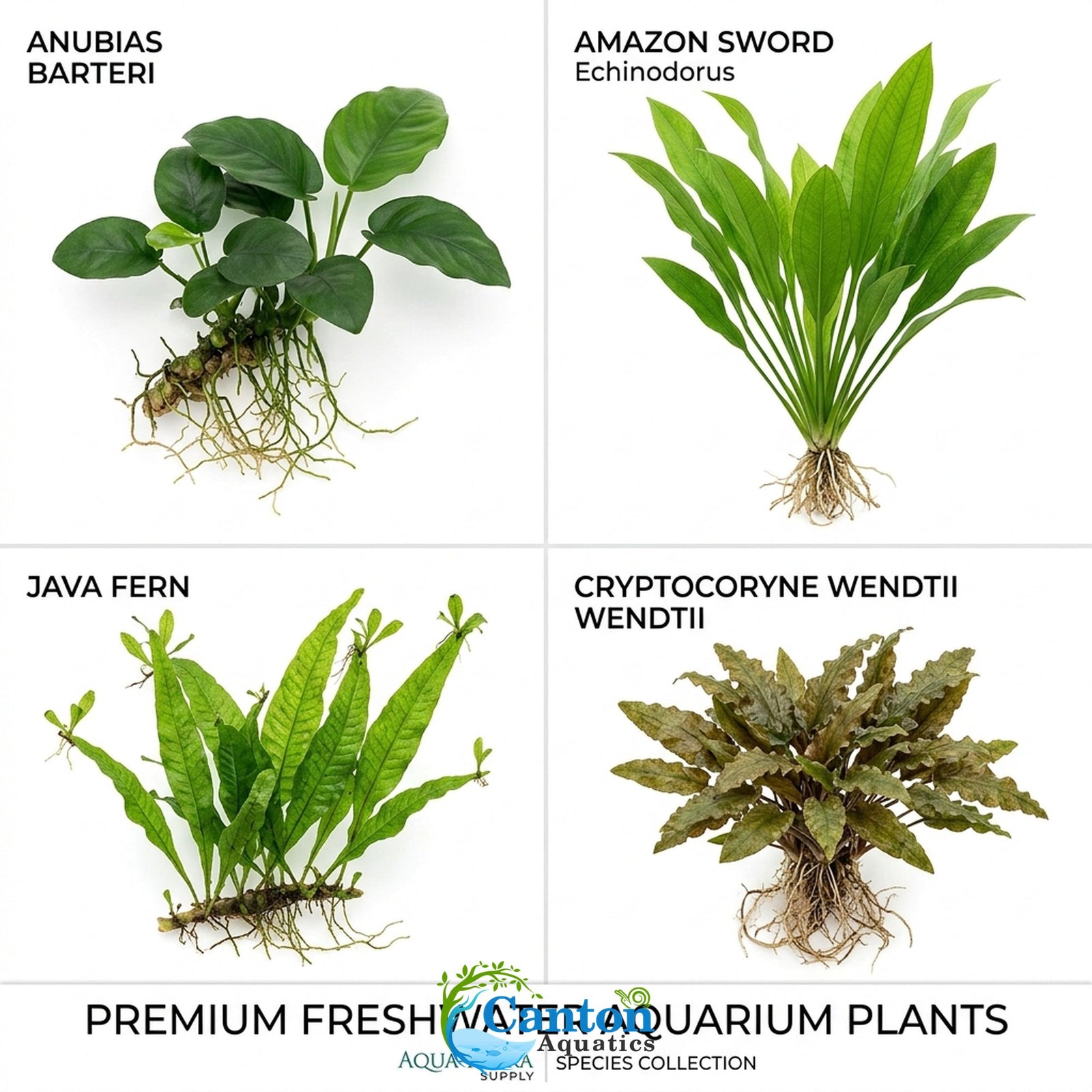 Live Aquarium Plants Essential Bundle